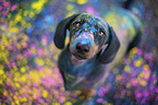Rabbit Dachshund
