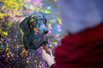 Rabbit Dachshund with woman