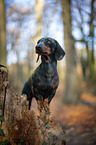 standing Rabbit Dachshund