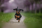 running Rabbit Dachshund