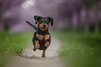 running Rabbit Dachshund