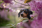 Rabbit Dachshund portrait