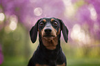 Rabbit Dachshund portrait