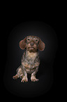 Rabbit-Dachshund in front of a black background