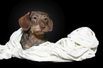 Rabbit-Dachshund in front of a black background