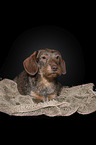 Rabbit-Dachshund in front of a black background