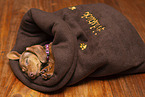 sleeping Kaninchen-Dachshund