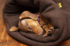 sleeping Kaninchen-Dachshund