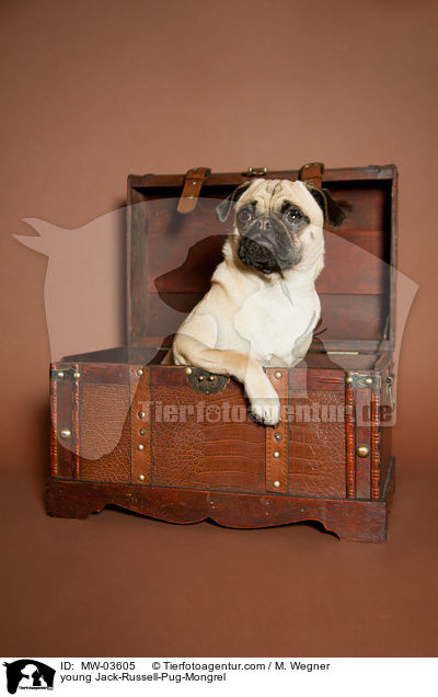 junger Rassmo / young Jack-Russell-Pug-Mongrel / MW-03605