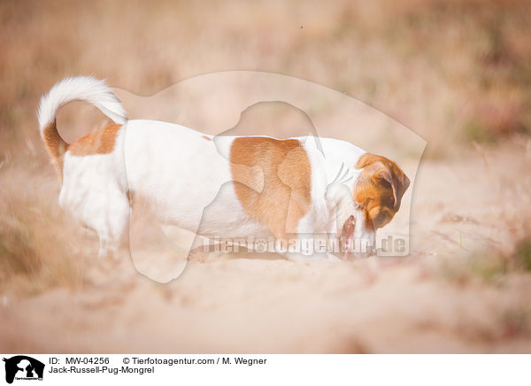 Rassmo / Jack-Russell-Pug-Mongrel / MW-04256