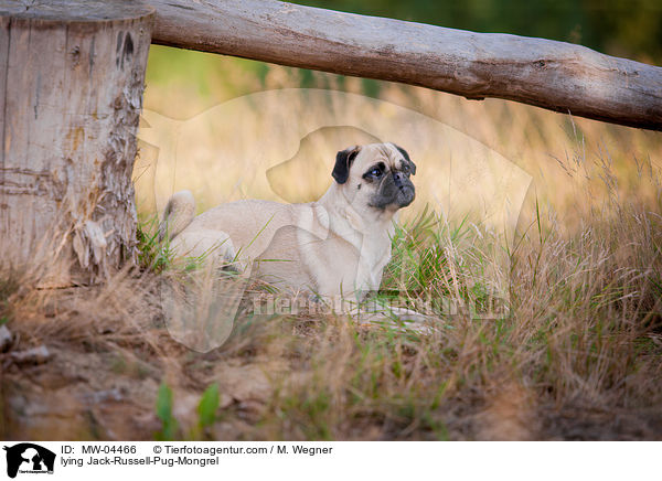 lying Jack-Russell-Pug-Mongrel / MW-04466