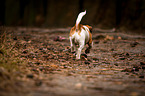 Jack-Russell-Pug-Mongrel