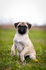 Jack-Russell-Pug-Mongrel