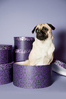 sitting Jack-Russell-Pug-Mongrel