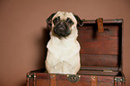 young Jack-Russell-Pug-Mongrel