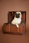 young Jack-Russell-Pug-Mongrel