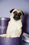 young Jack-Russell-Pug-Mongrel