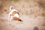 Jack-Russell-Pug-Mongrel