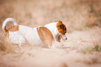 Jack-Russell-Pug-Mongrel