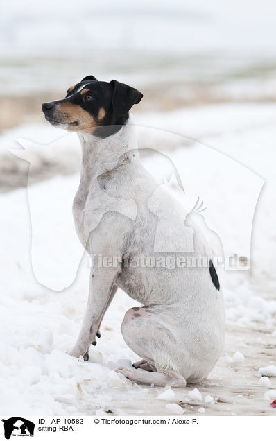 sitzender Ratonero Bodeguero Andaluz / sitting RBA / AP-10583