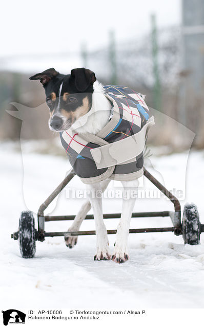 Ratonero Bodeguero Andaluz / Ratonero Bodeguero Andaluz / AP-10606