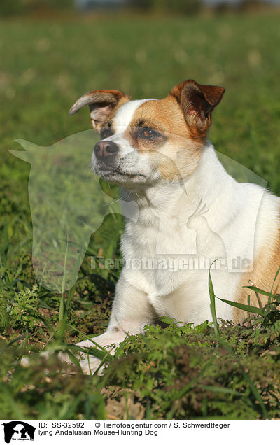 liegender Ratonero Bodeguero Andaluz / lying Andalusian Mouse-Hunting Dog / SS-32592