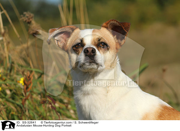 Ratonero Bodeguero Andaluz Portrait / Andalusian Mouse-Hunting Dog Portrait / SS-32641