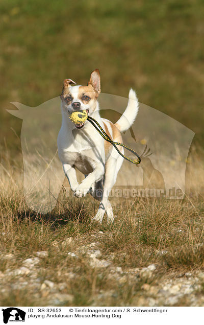 spielender Ratonero Bodeguero Andaluz / playing Andalusian Mouse-Hunting Dog / SS-32653