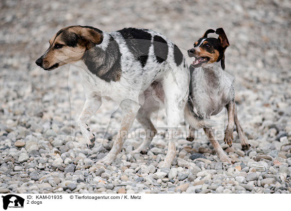 2 dogs / KAM-01935