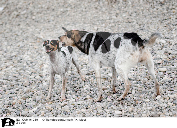 2 dogs / KAM-01939