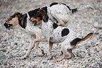 2 dogs