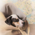 sleeping Ratonero puppy