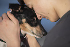 adult Ratonero Bodeguero Andaluz