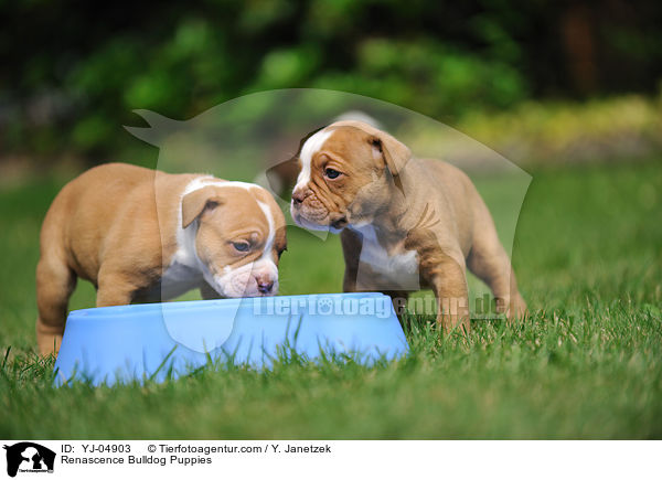 Renascence Bulldogge Welpen / Renascence Bulldog Puppies / YJ-04903