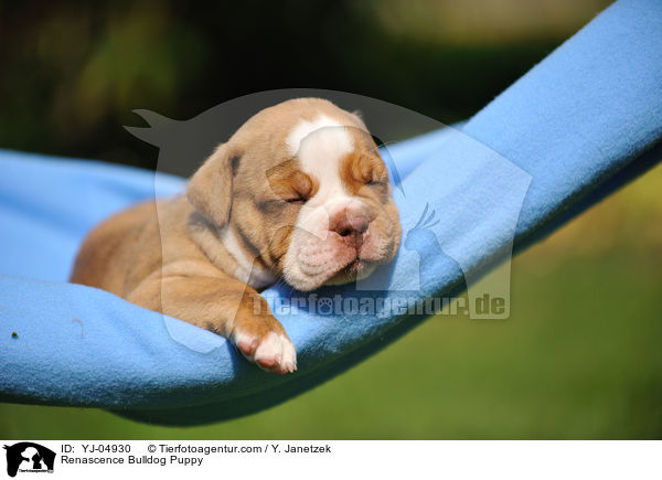 Renascence Bulldogge Welpe / Renascence Bulldog Puppy / YJ-04930