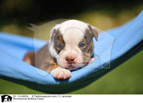 Renascence Bulldogge Welpe / Renascence Bulldog Puppy / YJ-04934