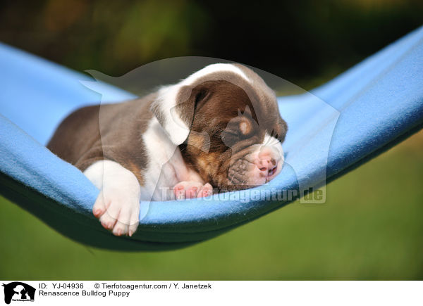 Renascence Bulldog Puppy / YJ-04936