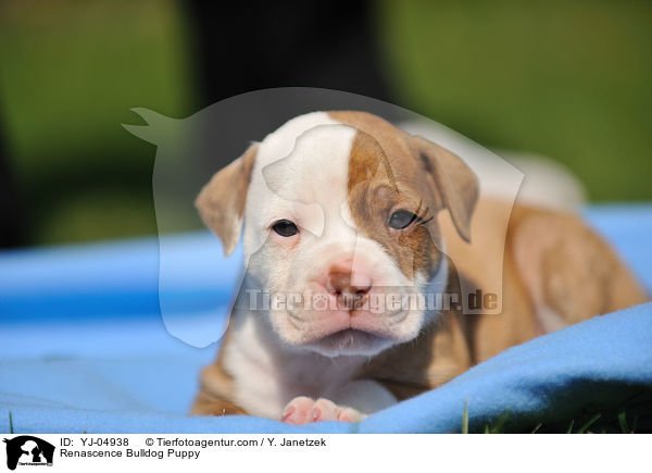 Renascence Bulldogge Welpe / Renascence Bulldog Puppy / YJ-04938