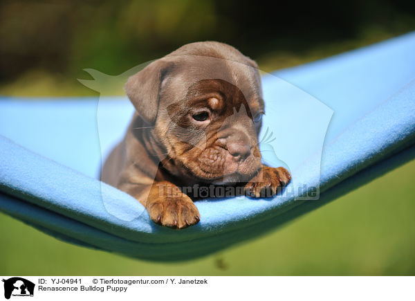 Renascence Bulldogge Welpe / Renascence Bulldog Puppy / YJ-04941
