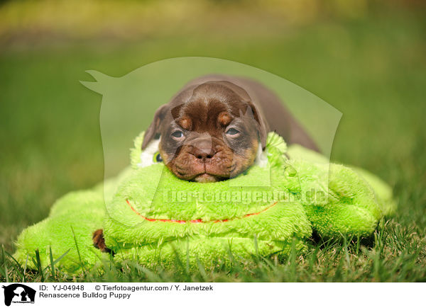 Renascence Bulldogge Welpe / Renascence Bulldog Puppy / YJ-04948