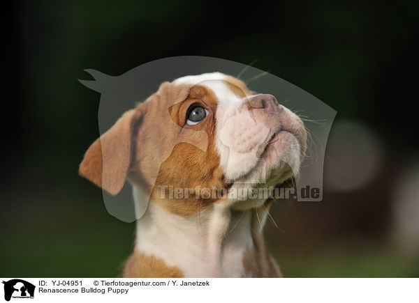 Renascence Bulldogge Welpe / Renascence Bulldog Puppy / YJ-04951