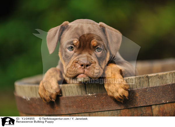 Renascence Bulldogge Welpe / Renascence Bulldog Puppy / YJ-04955
