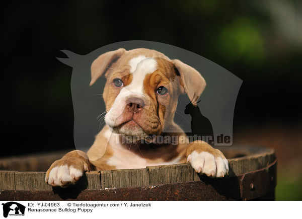 Renascence Bulldogge Welpe / Renascence Bulldog Puppy / YJ-04963