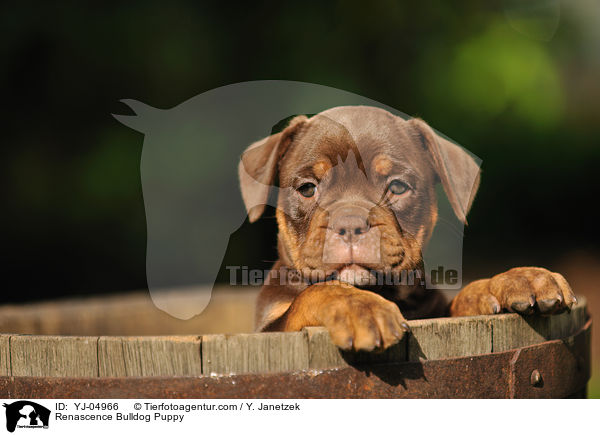 Renascence Bulldogge Welpe / Renascence Bulldog Puppy / YJ-04966