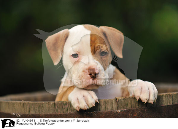 Renascence Bulldogge Welpe / Renascence Bulldog Puppy / YJ-04971