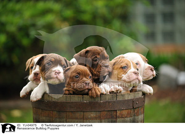 Renascence Bulldogge Welpen / Renascence Bulldog Puppies / YJ-04975