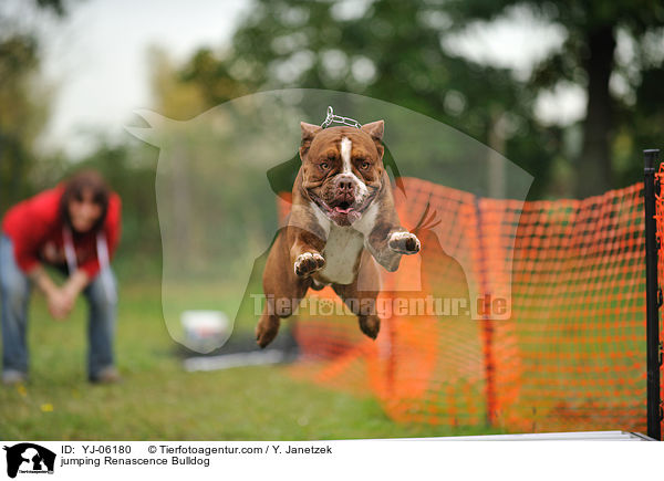 springende Renascence Bulldogge / jumping Renascence Bulldog / YJ-06180