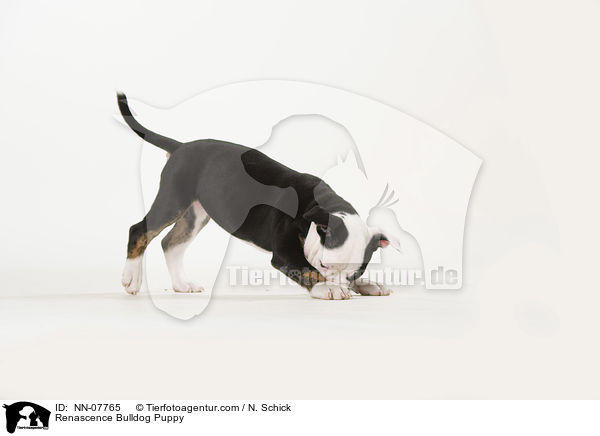 Renascence Bulldogge Welpe / Renascence Bulldog Puppy / NN-07765