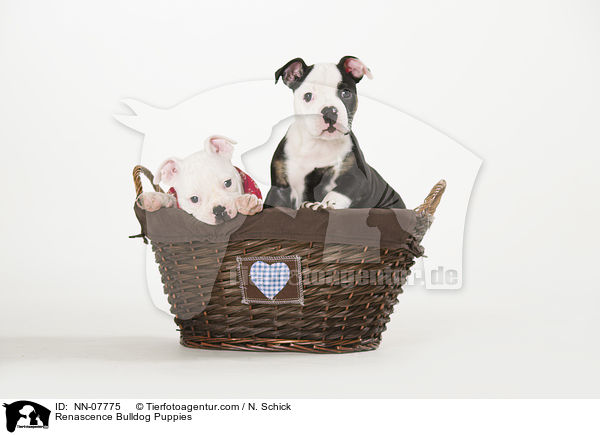 Renascence Bulldogge Welpen / Renascence Bulldog Puppies / NN-07775
