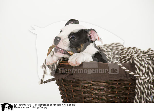 Renascence Bulldogge Welpe / Renascence Bulldog Puppy / NN-07779